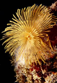 Christmas tree worm (Spirographis spallanzanii), shot in ... by Joao Pedro Tojal Loia Soares Silva 